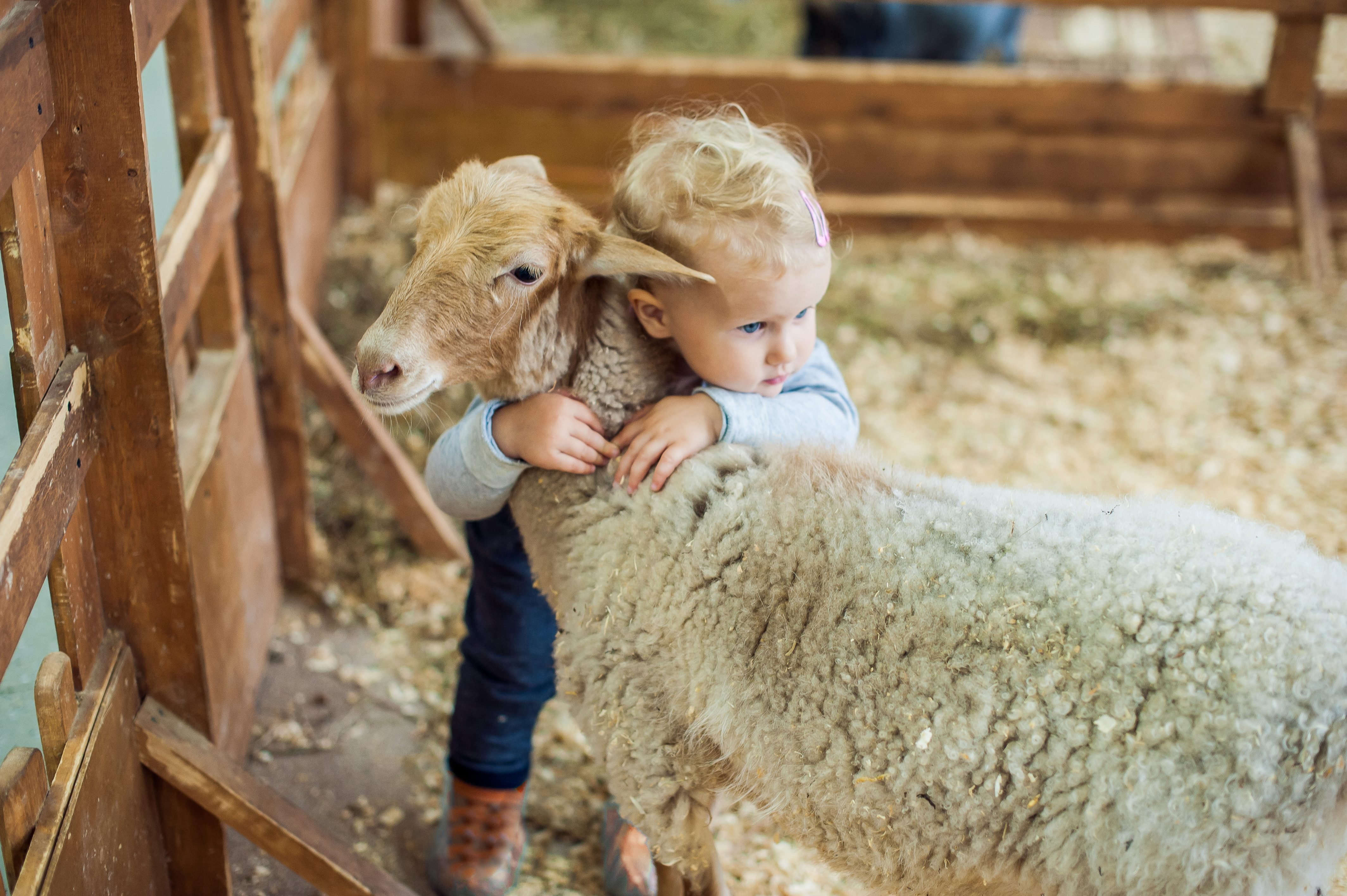 petting-zoo-brentwood